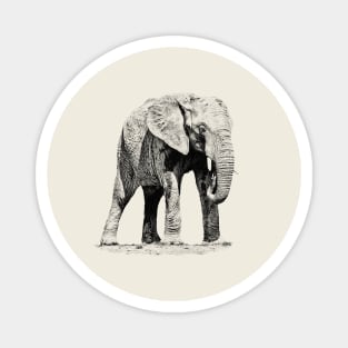 African elephant Magnet